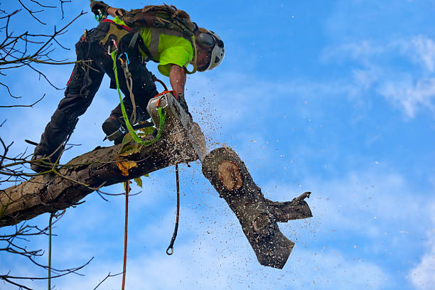 Best Residential Tree Removal  in Wahpeton, ND